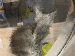 -BABIT巴比特宠物(MOMOPARK店)