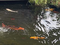 -桂湖森林公园