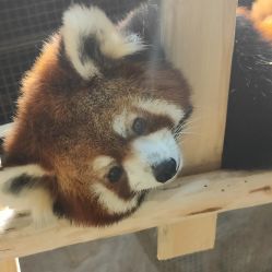 -Zoolung Zoolung动物主题公园(海信广场店)