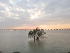 -宝安西湾红树林湿地公园