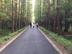 -东平国家森林公园