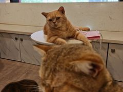 -猫房·猫吧·猫咖(龙湖时代汇店)