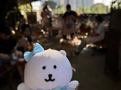 -柴犬高等学院·狗咖·柴犬售卖·宠物训练