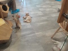 -楼上猫咖(罗湖店)