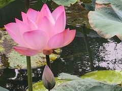 -大门水乡·顺德菜