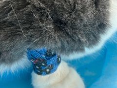 -伟伟宠物医院·CT影像中心·瑞派犬猫综合性门诊(汉口总院)