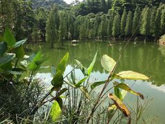 -广州市帽峰山景区