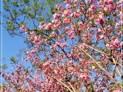 -南京市江宁方山