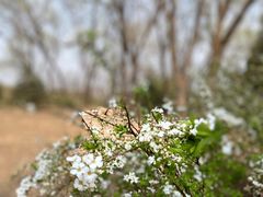 -北京西山国家森林公园