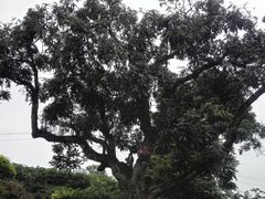 桂圆树-张坝桂圆林公园