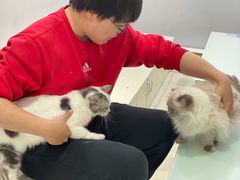 -喵的天空名猫咖啡馆·撸猫·猫舍·用品