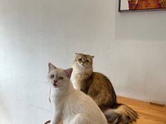 -猫小主咖啡·猫咖cat cafe(福田店)