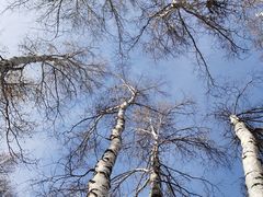 -塞罕坝国家级自然保护区