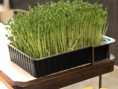 活体有机豆苗-捞神煲汤火锅(湖滨商业街店)