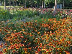 -大兴滨河森林公园