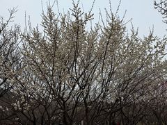 -香雪海