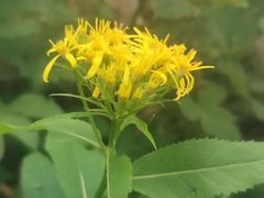 -白草畔自然风景区