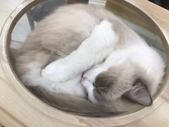 -喵园·猫主题咖啡厅·撸猫·猫咖(国贸店)