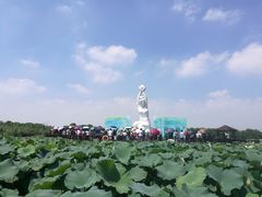 -荷塘月色湿地公园·向阳花洲