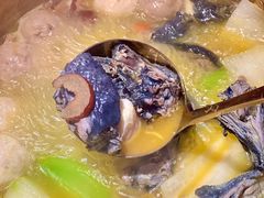 -Darling Queen·Mini·Live·House