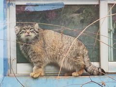 -青藏高原野生动物园