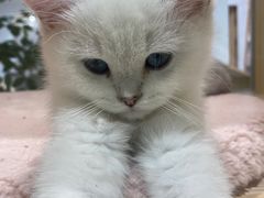 -屋虎猫馆(宝安大仟里店)