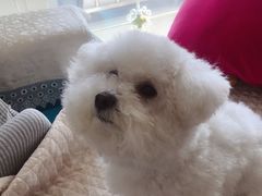 -瑞派·关忠动物医院·猫专科·犬专科(三环新城店)