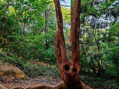 -上海佘山国家森林公园天马山园