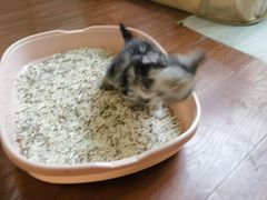 -pd派德宠物中心医院24H急重症·眼科中心·血液透析中心(嵩山北路店)