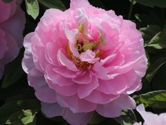 -曹州百花园