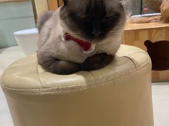 -藏猫猫咖啡主题馆(中央大道店)