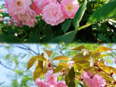 -鹅湖玫瑰文化园