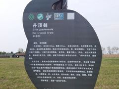-盐城丹顶鹤湿地生态旅游区