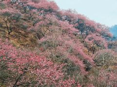 -宁波溪口古镇-民国大杂院