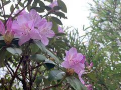 -石棉县孟获城