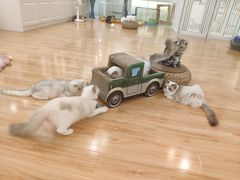 -momokira米努特·德文卷毛猫·棉花面纱犬