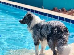-趣玩宠物乐园寄养训犬训狗游泳池