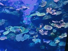 -暹罗海洋世界