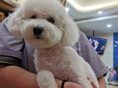 -全心全意连锁动物医院·微创中心·内科急重症·心脏专科(丰管路店)