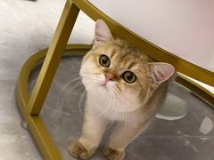 -猫十亿·布偶金渐层·曼基康矮脚猫舍(青年路店)