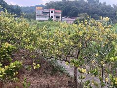 -红山村