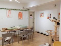 -有喵·猫咖·狗咖·30几只猫10只小狗(岗厦店)