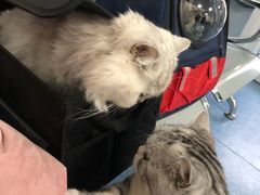 -北京赛佳动物医院