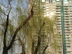 -西北湖绿化广场
