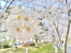 -高东镇樱花园