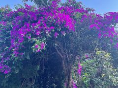 -高荡千年布依古寨旅游景区