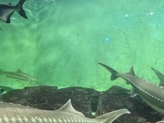 -太平洋海底世界