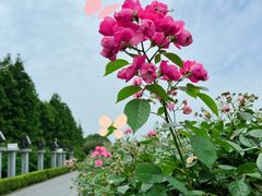 -上海滨江森林公园