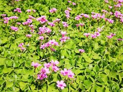 -杭州城北体育公园