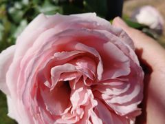 -上海鲜花港